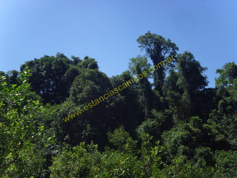 25 hect�reas en Campo Grande  (Misiones)