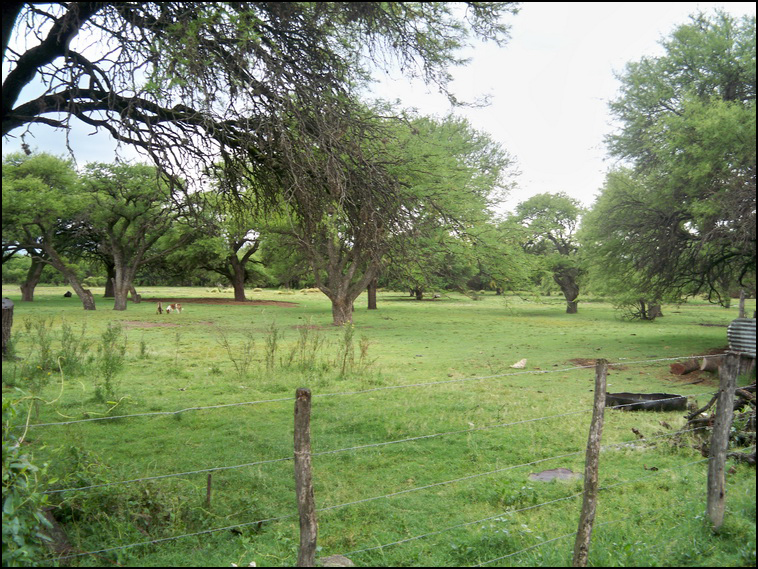 1629 ha. Merlo (San Luis)