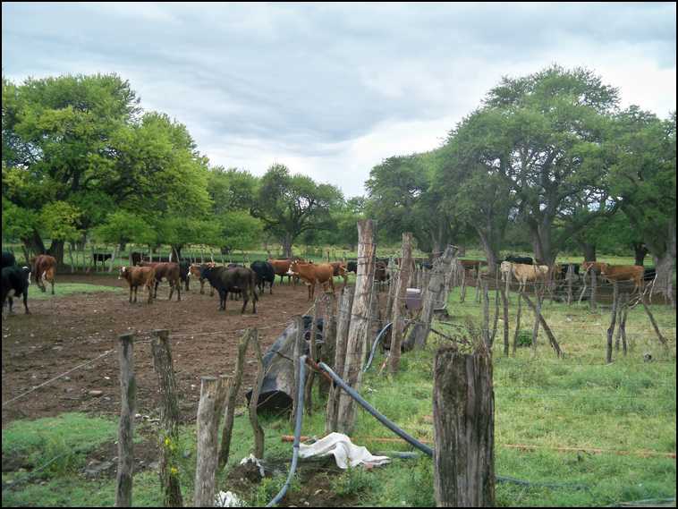 1629 ha. Merlo (San Luis)
