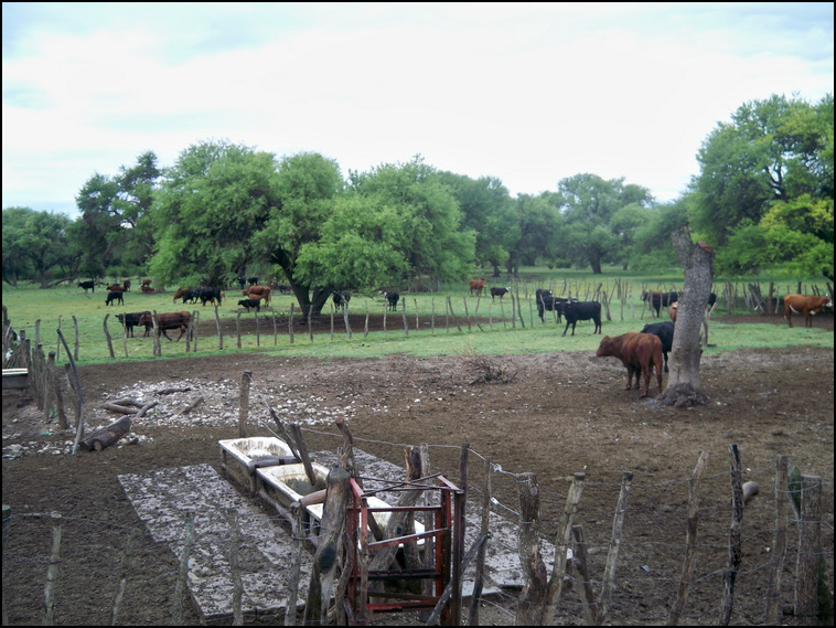 1629 ha. Merlo (San Luis)