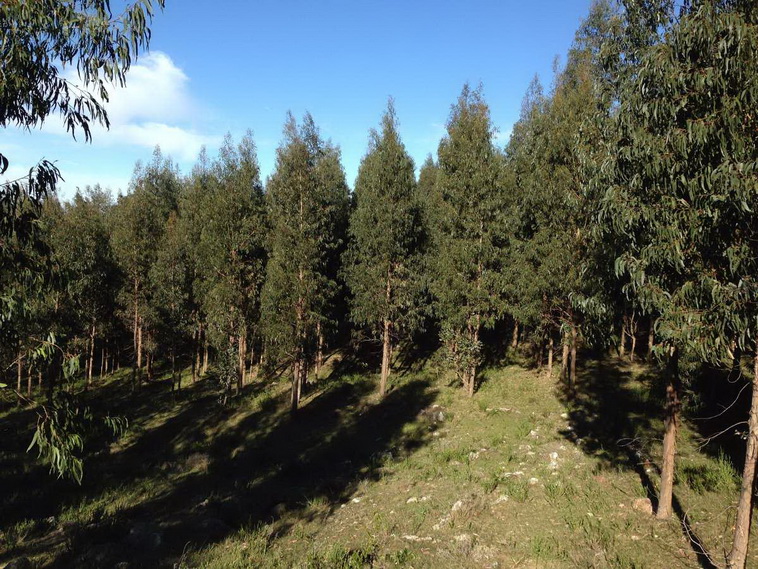 751 ha. Lavalleja (Uruguay)
