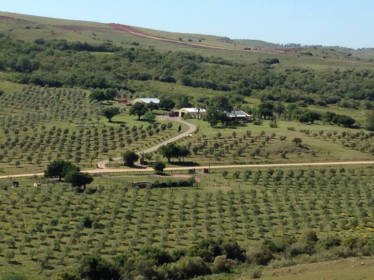 751 ha. Lavalleja (Uruguay)