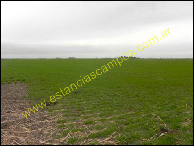 211 ha. Coronel Suarez (BA)
