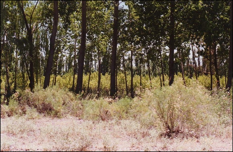 10700 ha. en Puelen (La Pampa)