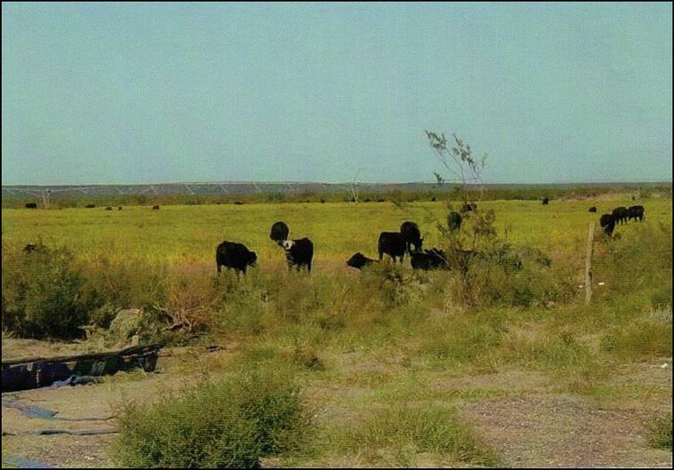 10700 ha. en Puelen (La Pampa)