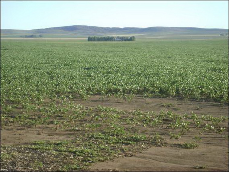 100 ha. Pigue Saavedra (BA)