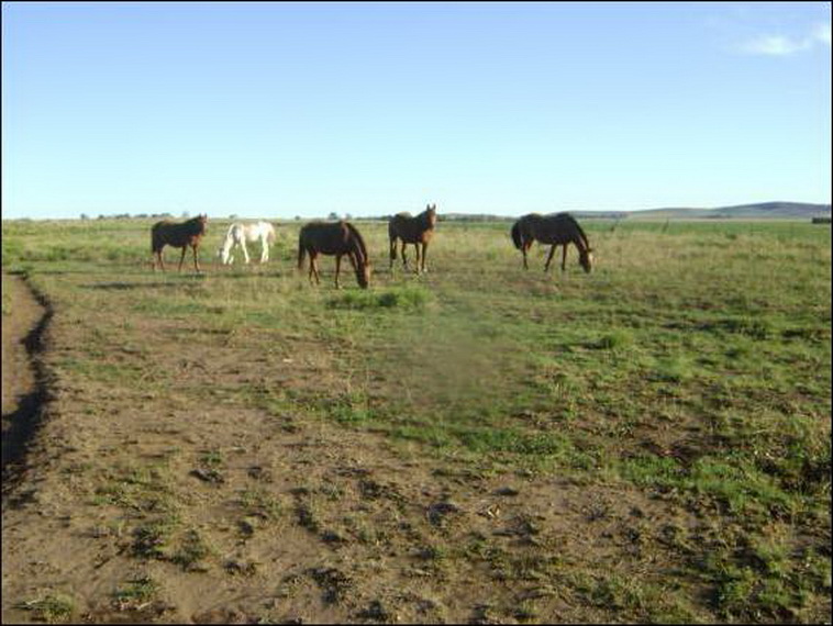 100 ha. Pigue Saavedra (BA)