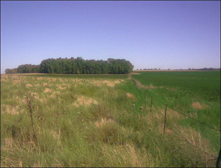 100 ha. Pigue Saavedra (BA)