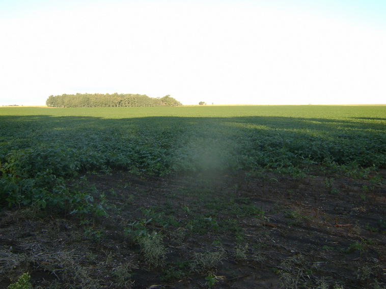 100 ha. Pigue Saavedra (BA)