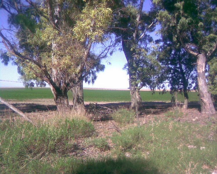 100 ha. Pigue Saavedra (BA)