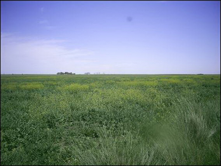 209 ha. en Saavedra (BA)