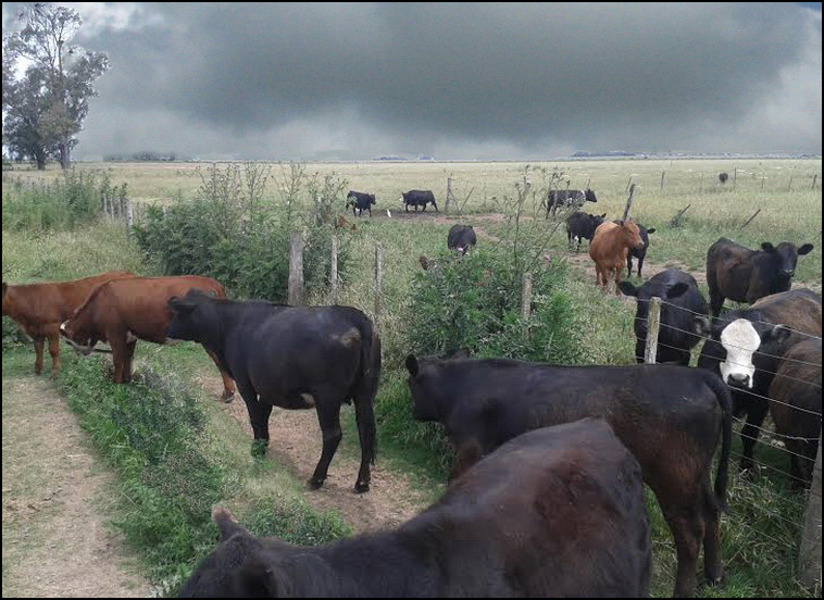 209 ha. en Saavedra (BA)