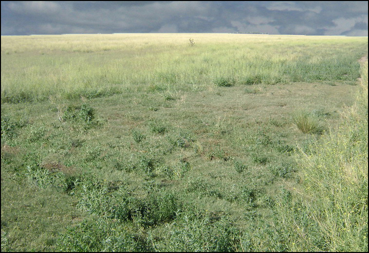 209 ha. en Saavedra (BA)