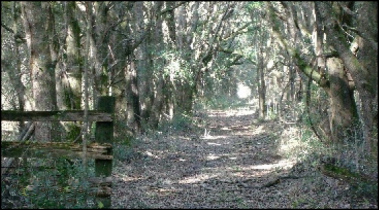 32 ha. USA-Gainesville_FL