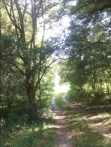 32 ha. USA-Gainesville_FL
