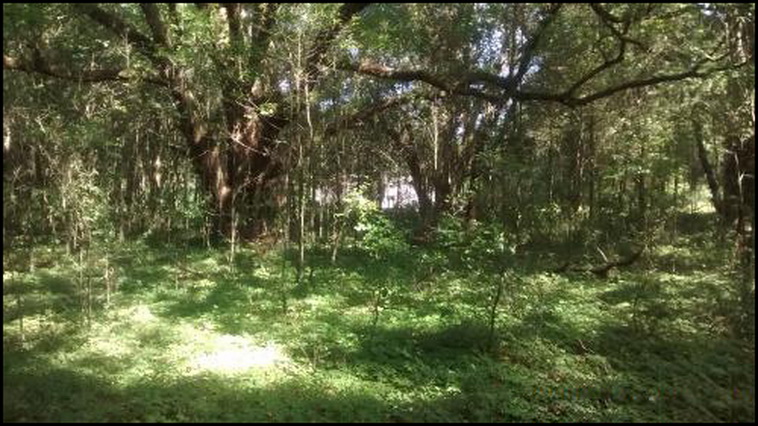 32 ha. USA-Gainesville_FL