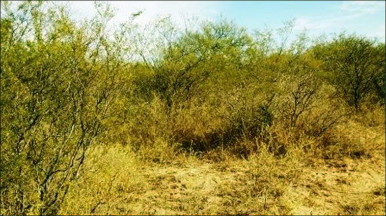300 ha. en La Calera (San Luis)