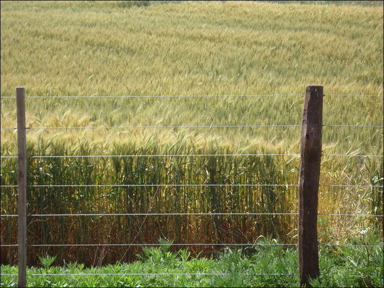 126 ha. en Colonia el Trigo Saavedra (BA)