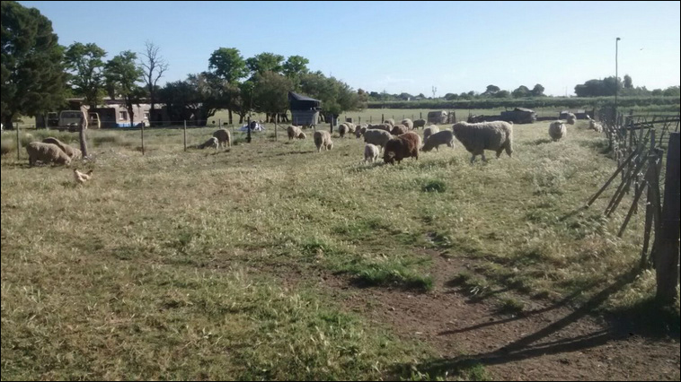 147 ha. en Saavedra (Buenos Aires)