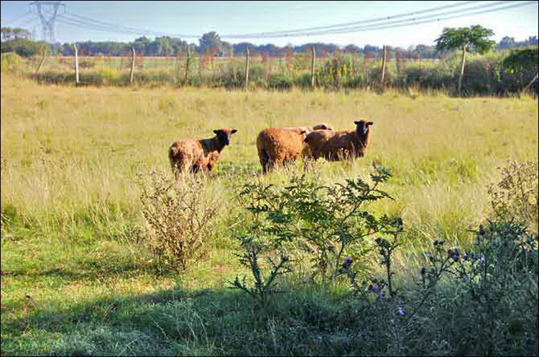 4 ha. en Zarate, Quinta (BsAs)