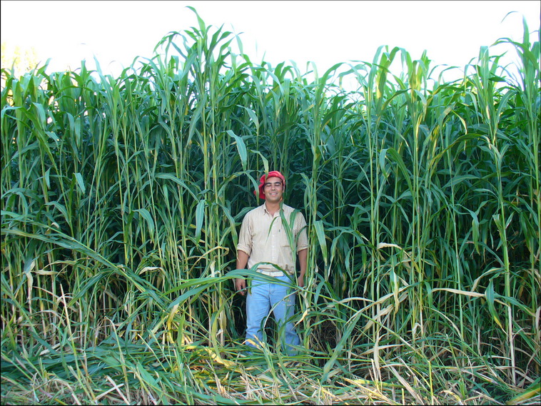 95 ha. en Pichi Mahuida (Ro Negro)