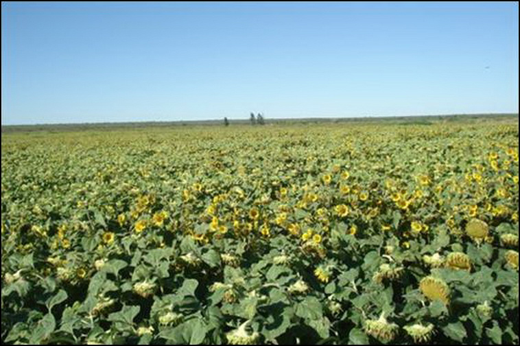 448 ha. con riego en Lihuel Calel (Rio Negro)