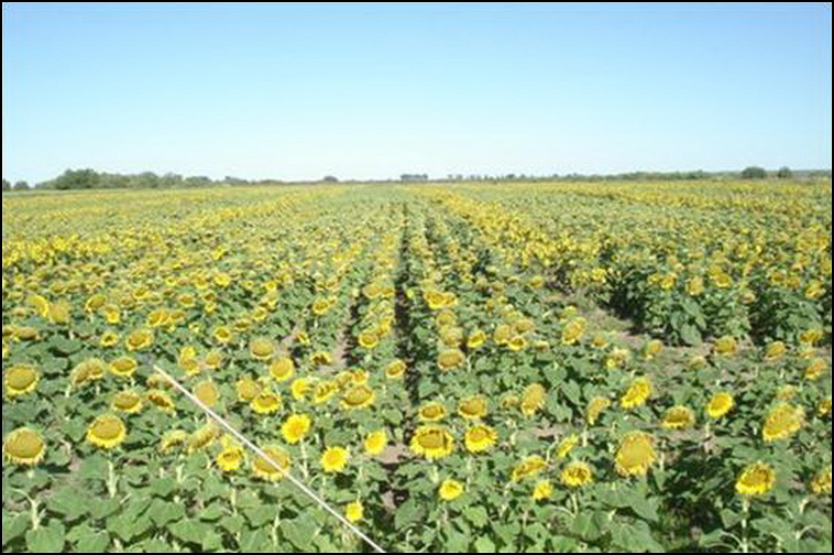 448 ha. con riego en Lihuel Calel (Rio Negro)