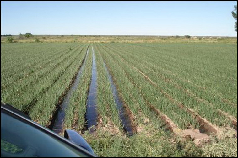 448 ha. con riego en Lihuel Calel (Rio Negro)