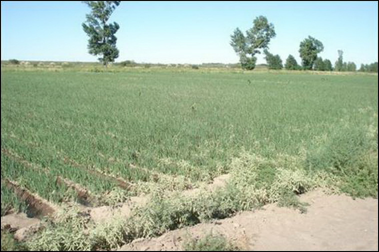 448 ha. con riego en Lihuel Calel (Rio Negro)