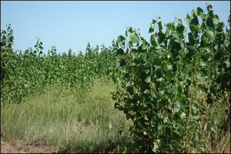 448 ha. con riego en Lihuel Calel (Rio Negro)
