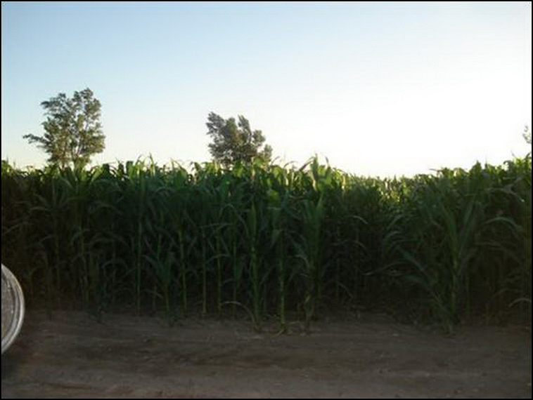 448 ha. con riego en Lihuel Calel (Rio Negro)