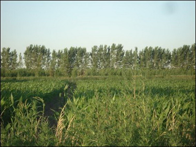 448 ha. con riego en Lihuel Calel (Rio Negro)