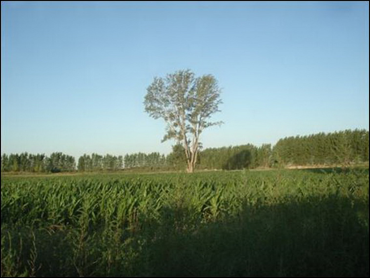 448 ha. con riego en Lihuel Calel (Rio Negro)