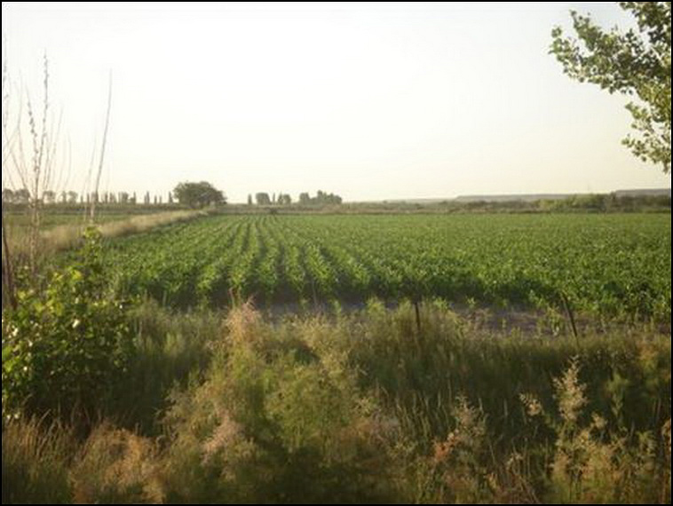 448 ha. con riego en Lihuel Calel (Rio Negro)