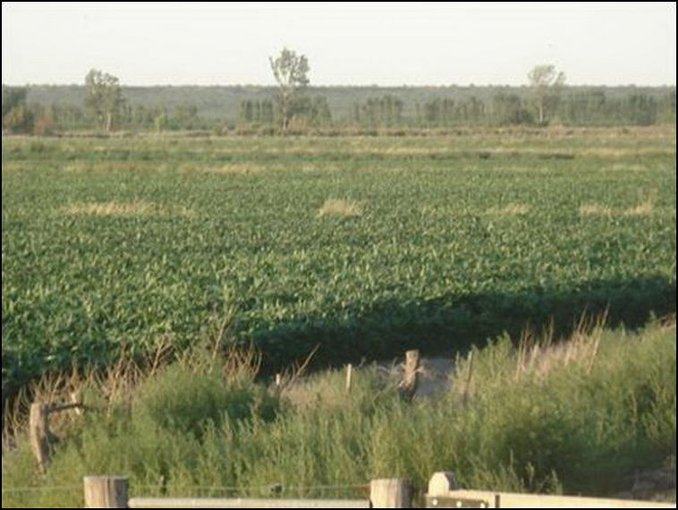 448 ha. con riego en Lihuel Calel (Rio Negro)