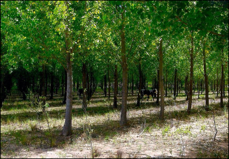 448 ha. con riego en Lihuel Calel (Rio Negro)
