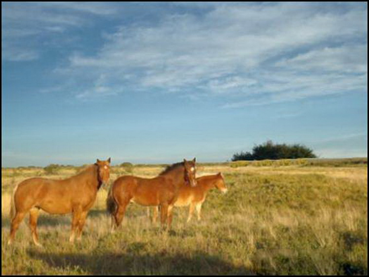7428 ha. con riego en Lihuel Calel (Rio Negro)