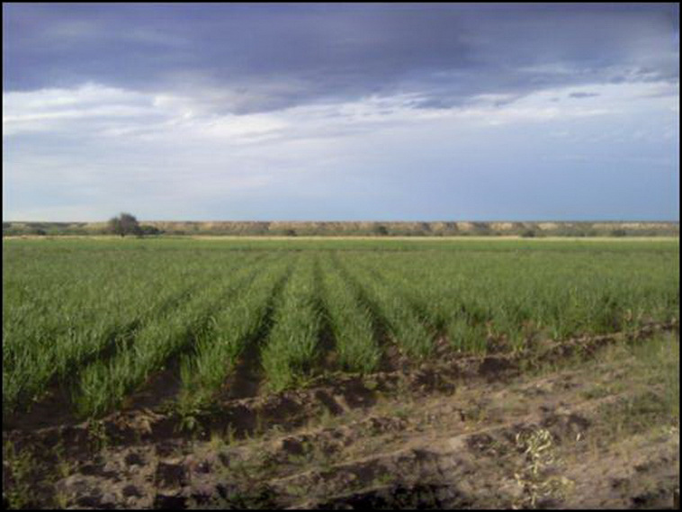 7428 ha. con riego en Lihuel Calel (Rio Negro)