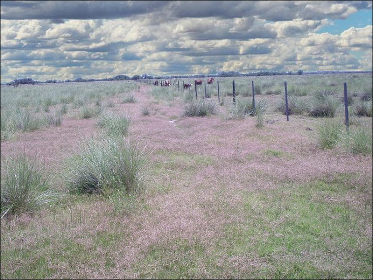 345 ha. en San Cristobal (Santa Fe)