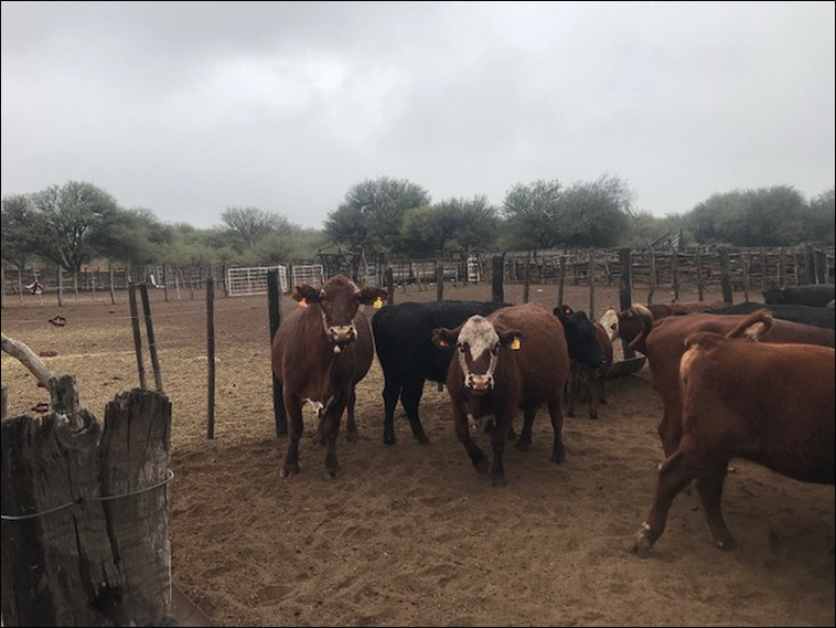 9127 ha. en La Paz (Mendoza)
