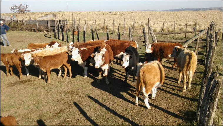1699 ha. en Ancasti (Catamarca)
