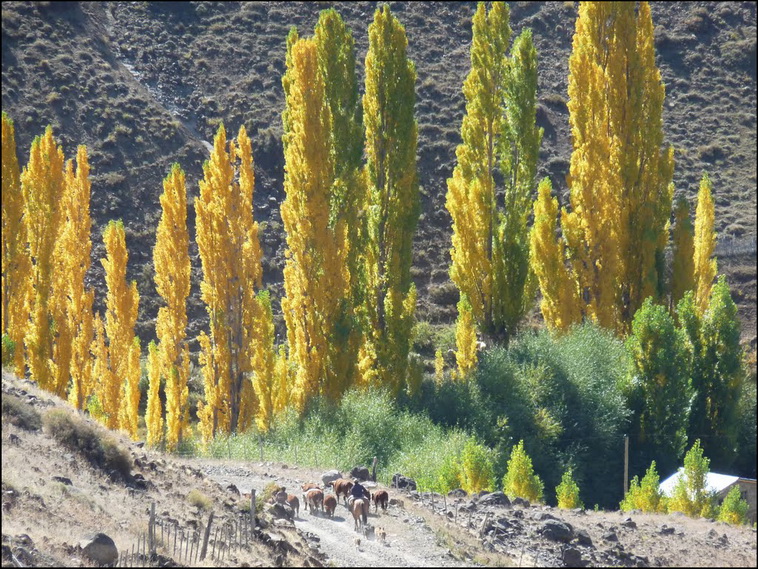 180 ha. en Alumine (Neuquen)