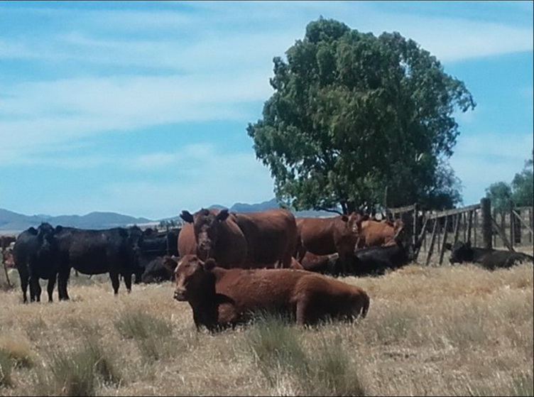 475 ha. en Sierra de la Ventana (Buenos Aires)