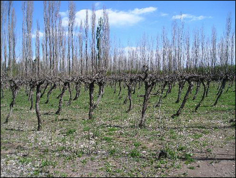 154 Peas Blancas p-riego Ro Negro