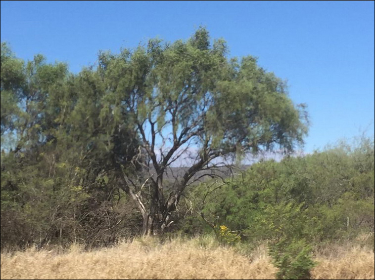 1000 ha. en ALIJILAN Depto Santa Rosa (Catamarca)