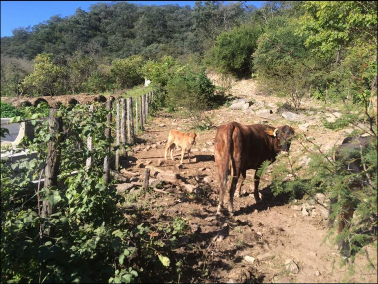 1000 ha. en ALIJILAN Depto Santa Rosa (Catamarca)