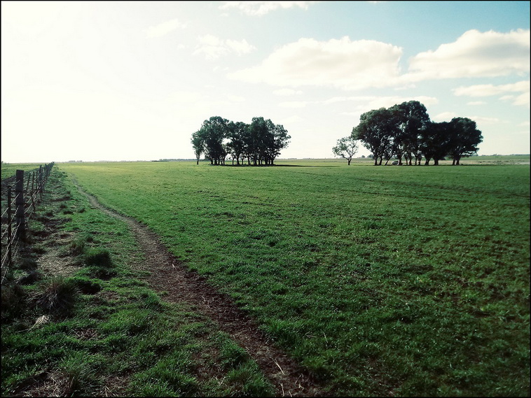 158 ha. en Puan (Buenos Aires)