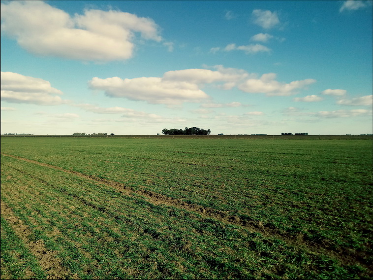158 ha. en Puan (Buenos Aires)