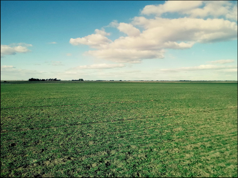 158 ha. en Puan (Buenos Aires)