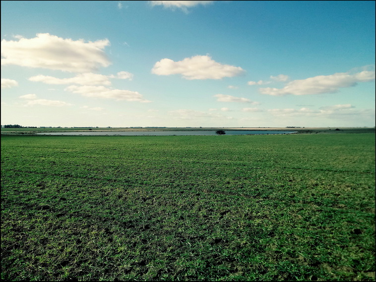 158 ha. en Puan (Buenos Aires)